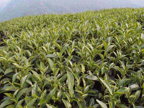 【新造茗茶】杉林溪特等手採高山茶(300g*2罐)