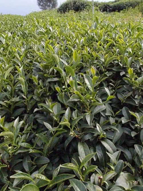 【新造茗茶】阿里山頂級手採烏龍(300g*2罐)