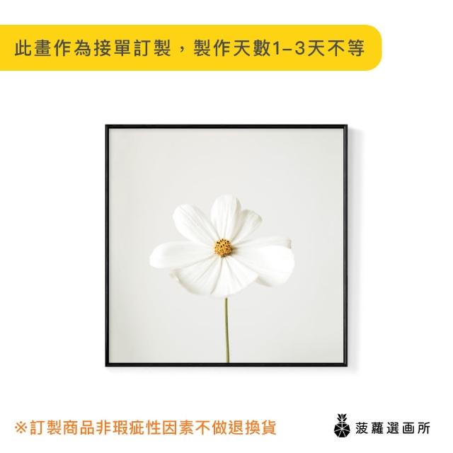 【菠蘿選畫所】白色小雛菊-40x40cm(畫/沙發背景/掛畫/海報/方形掛畫/小雛菊/複製畫)