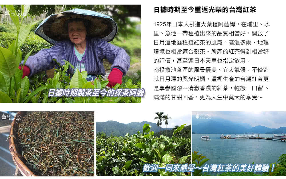 1925年日本人引進大葉種阿薩姆,在埔里、水
