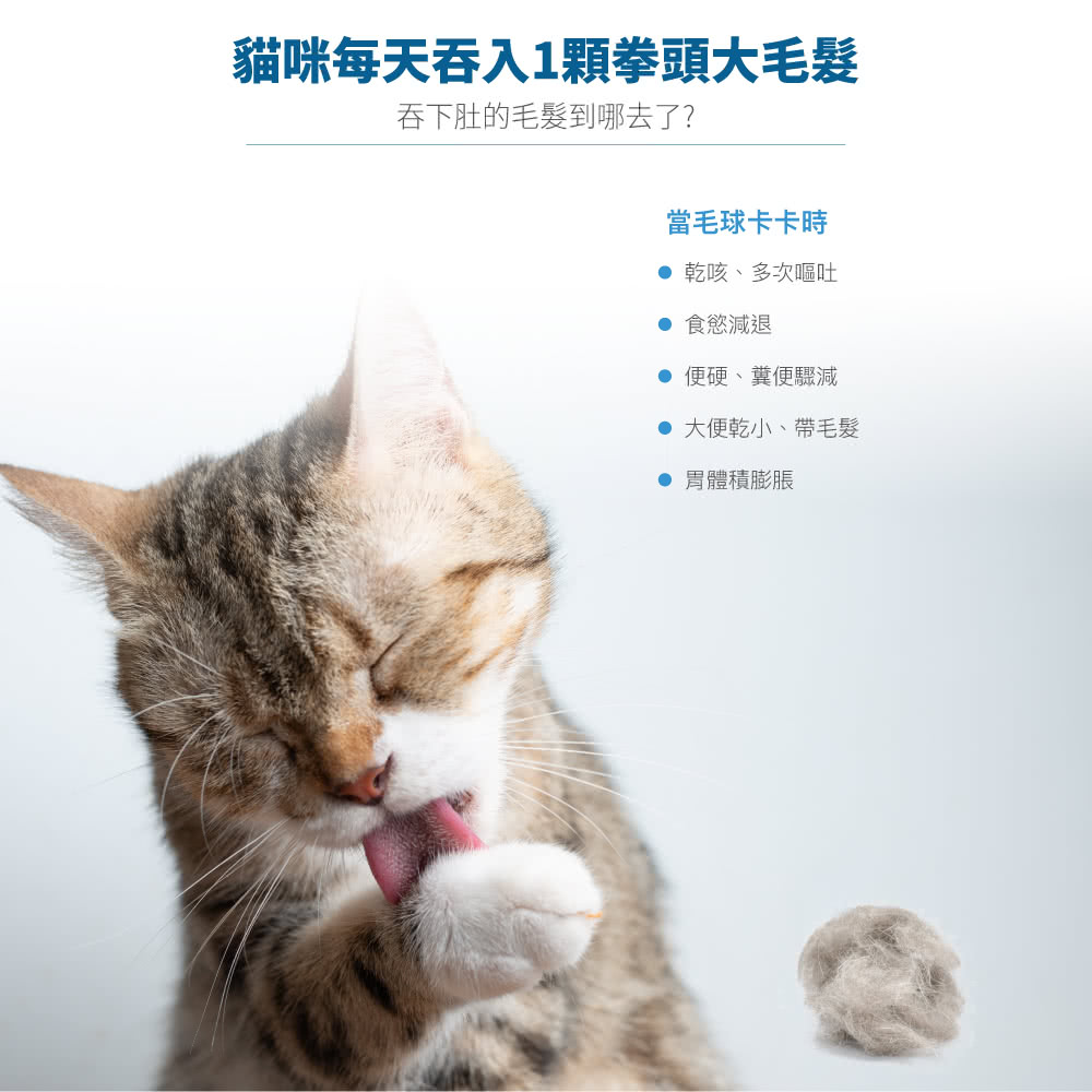 貓咪每天吞入1顆拳頭大毛髮