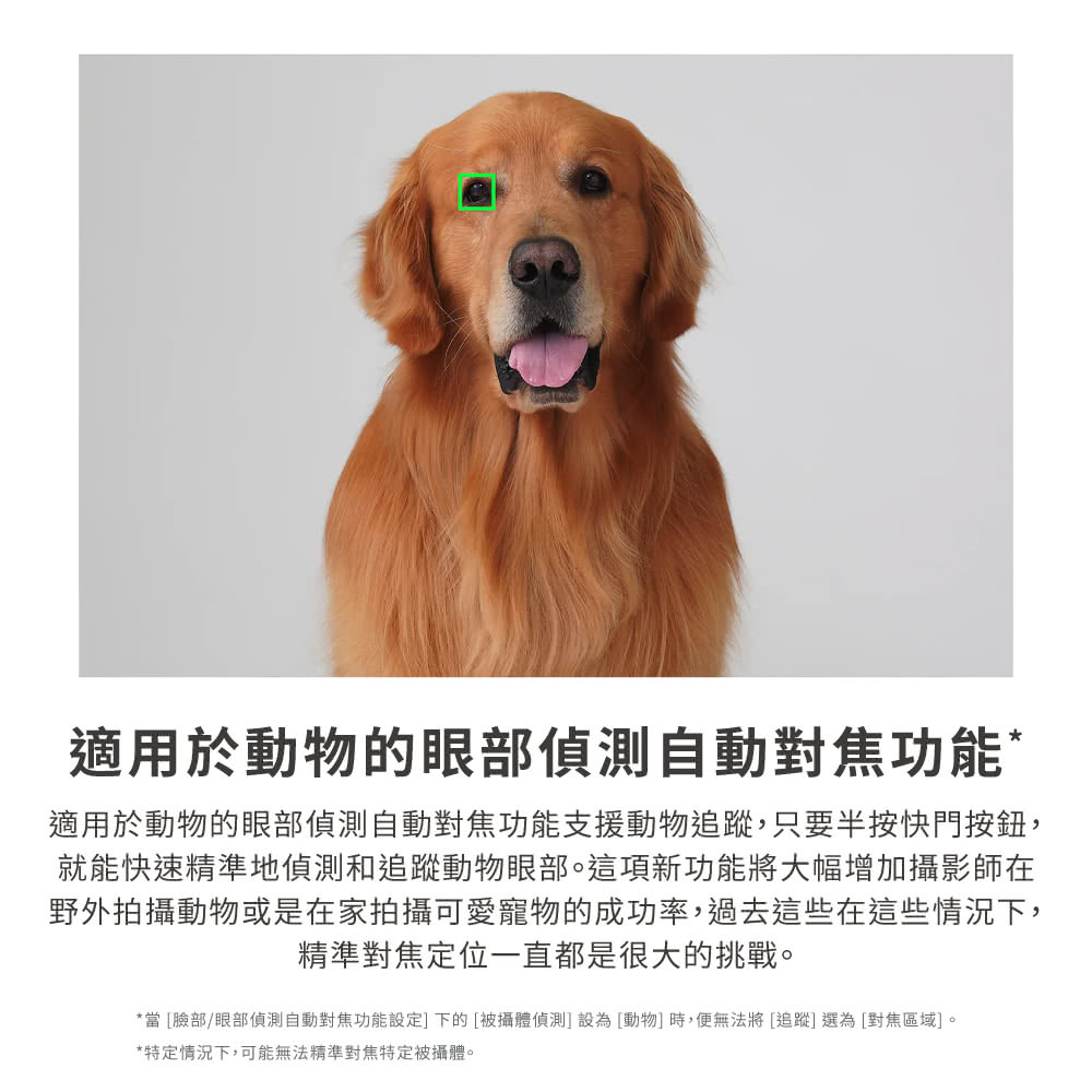 當臉部眼部偵測自動對焦功能設定下的被攝體偵測設為動物時,便無法將追蹤選為對焦區域。