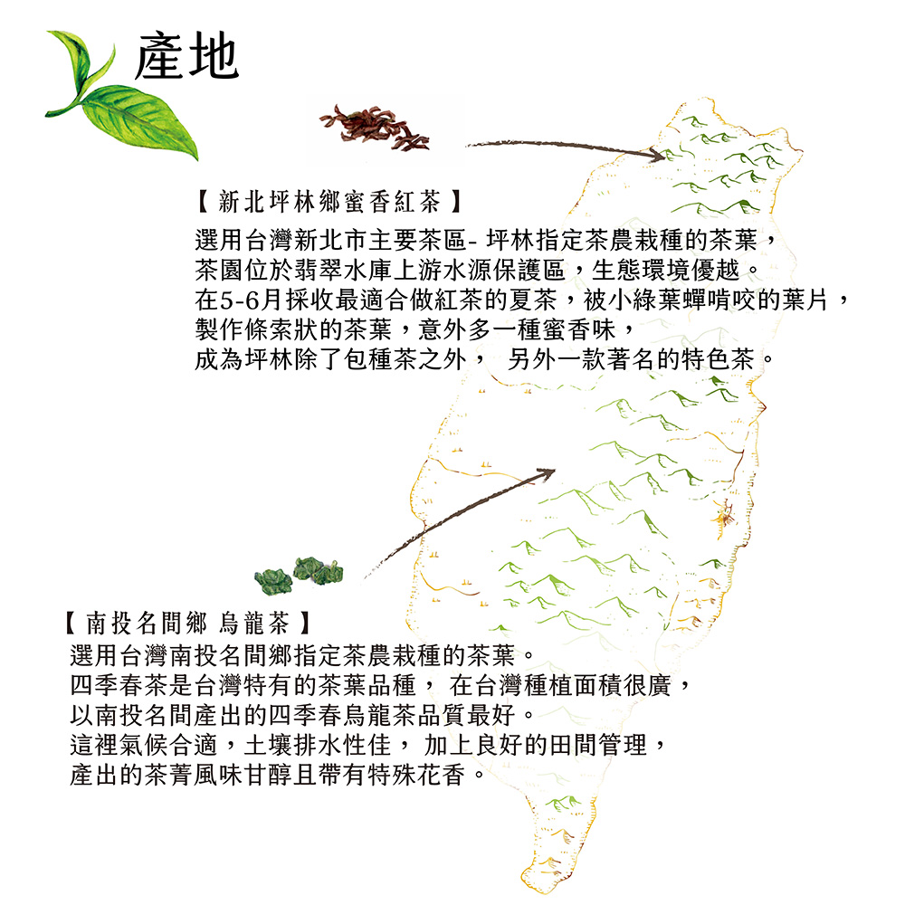 在56月採收最適合做紅茶的夏茶,被小綠葉蟬啃咬的葉片,