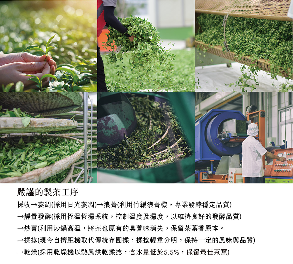 揉捻現今自擠壓機取代傳統布團揉,揉捻輕重分明,保持一定的風味與品質