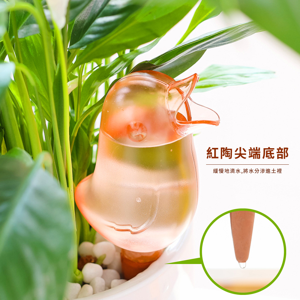 紅陶尖端底部 緩慢地滴水,將水分滲進土裡 