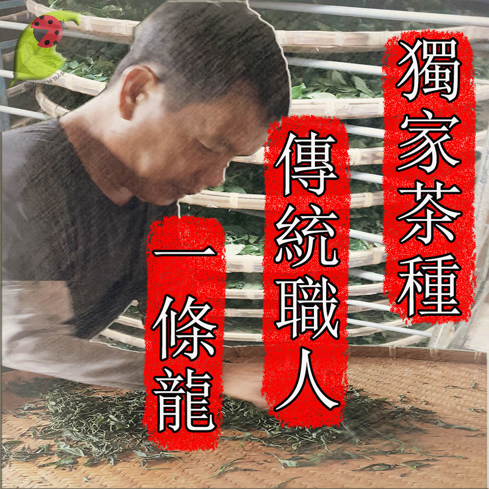 獨家茶種 傳統職 還11 條龍 