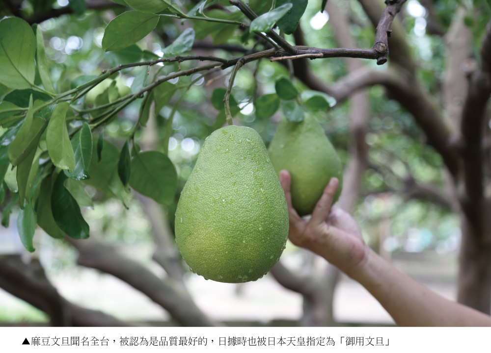 麻豆文旦聞名全台,被認為是品質最好的,日據時也被日本天皇指定為御用文旦 