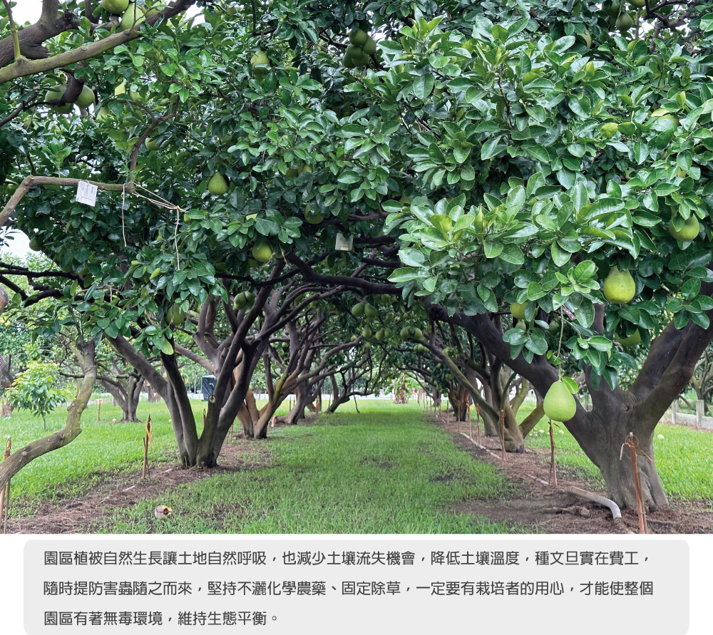 園區植被自然生長讓土地自然呼吸,也減少土壤流失機會,降低土壤溫度,種文旦實在費工, 隨時提防害蟲隨之而來,堅持不灑化學農藥、固定除草,一定要有栽培者的用心,才能使整個 園區有著無毒環境,維持生態平衡。 