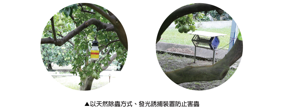 以天然除蟲方式、 發光誘捕裝置防止害蟲 