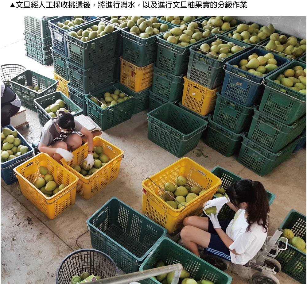 文旦經人工採收挑選後,將進行消水,以及進行文旦柚果實的分級作業 16 年 精分URIEN 