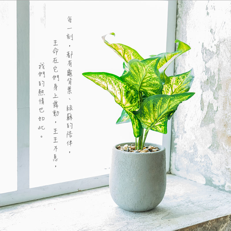 綠蘇的陪伴 生命在它們身上舞動 生生不 們的熱情 情也如此 每一刻,都有龜背葉 