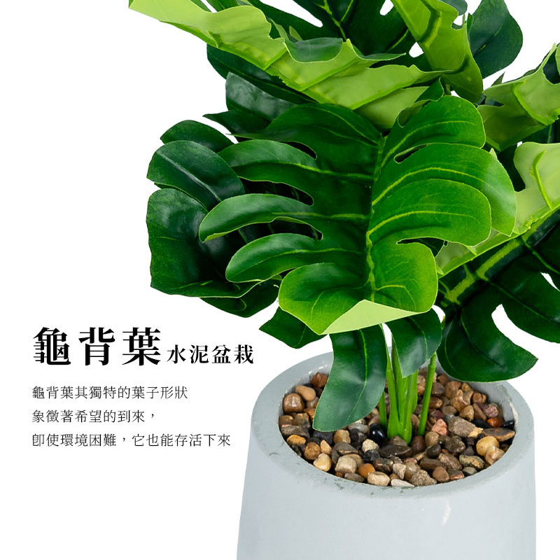 龜背葉水泥盆栽 龜背葉其獨特的葉子形狀 象徵著希望的到來, 即使環境困難,它也能存活下來 