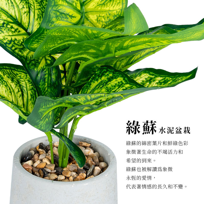 綠蘇的綿密葉片和鮮綠色彩