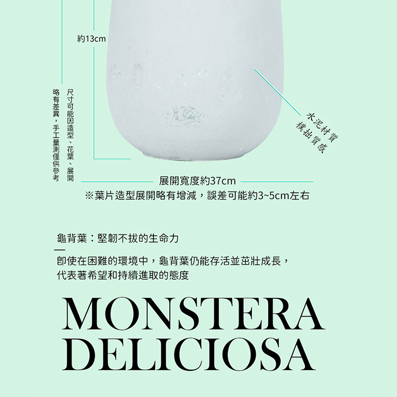 即使在困難的環境中,龜背葉仍能存活並茁壯成長,