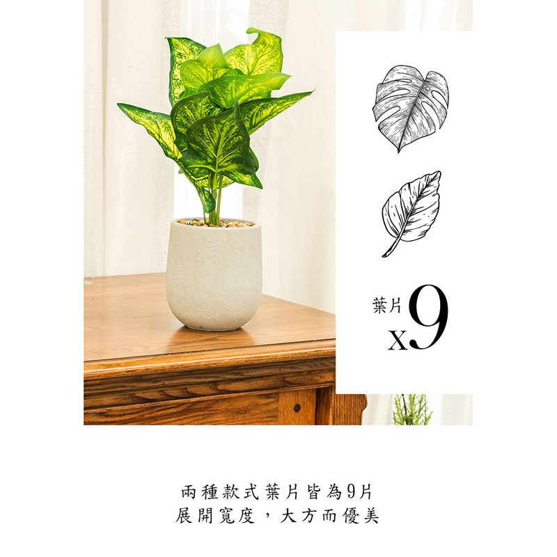 葉片 兩種款式葉片皆為9片 展開寬度,大方而優美 