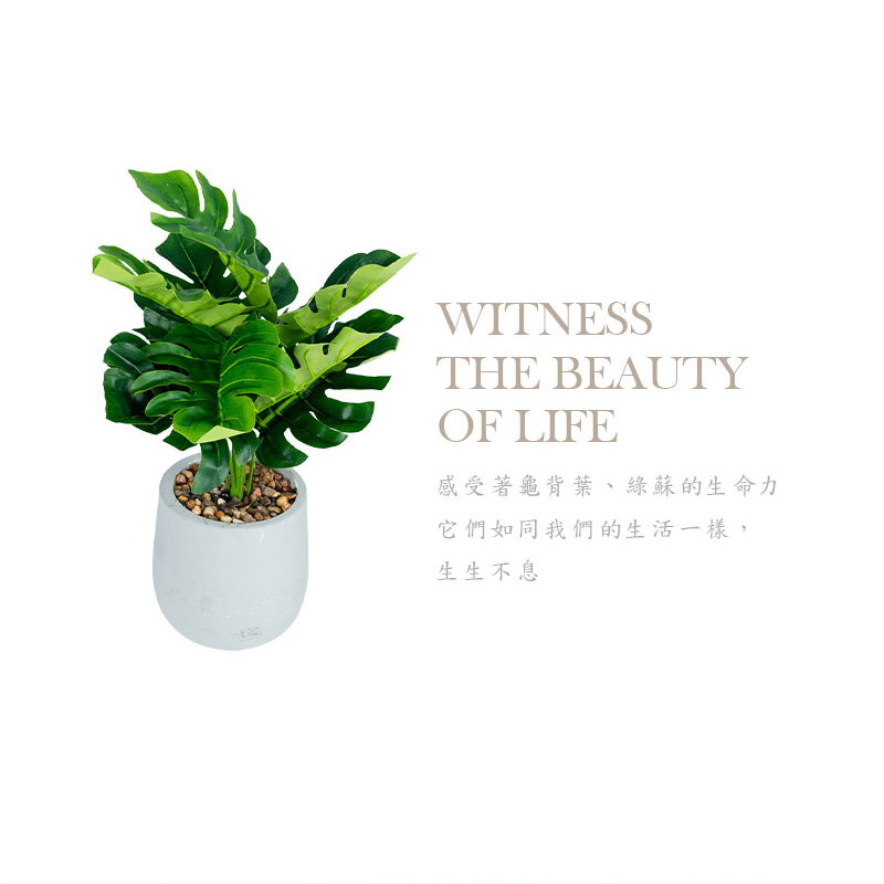 感受著龜背葉、綠蘇的生命力 它們如同我們的生活一樣, 生生不息 