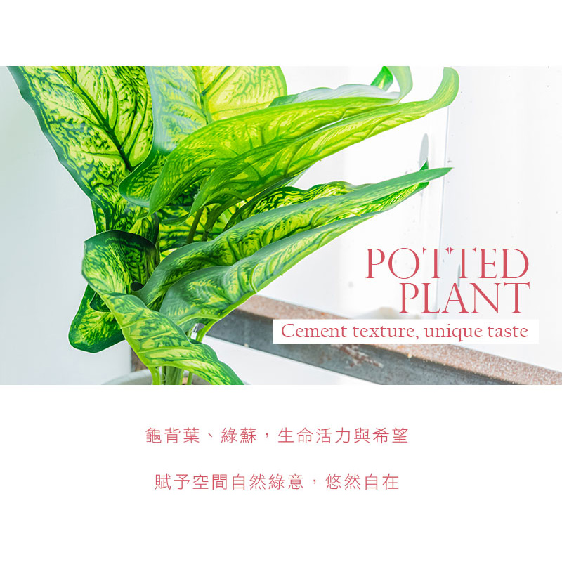 龜背葉、綠蘇,生命活力與希望 賦予空間自然綠意,悠然自在 