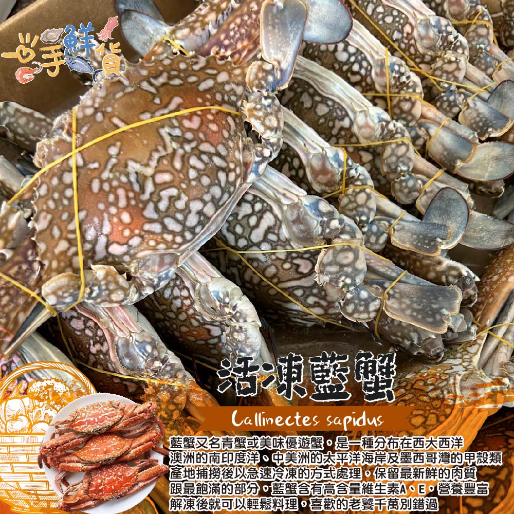 一手鮮貨 A規活凍爆蛋母藍蟹(8kg/單隻200~250g/
