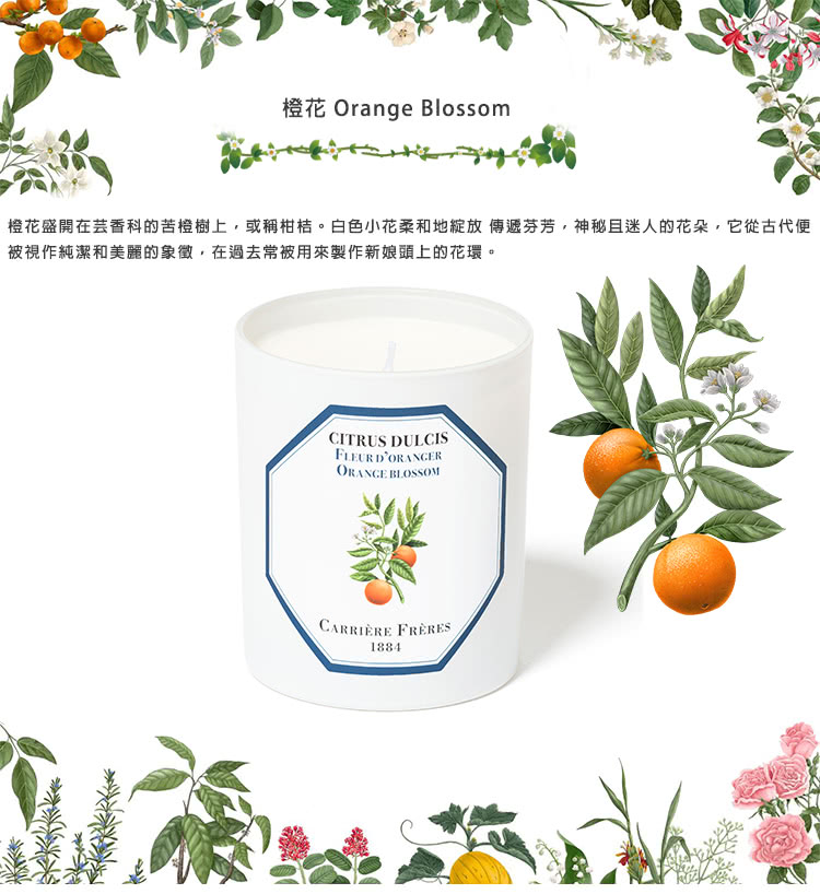 橙花盛開在芸香科的苦橙樹上,或稱柑桔。白色小花柔和地綻放 傳遞芬芳,神秘且迷人的花朵,它從古代便 被視作純潔和美麗的象徵,在過去常被用來製作新娘頭上的花環。 