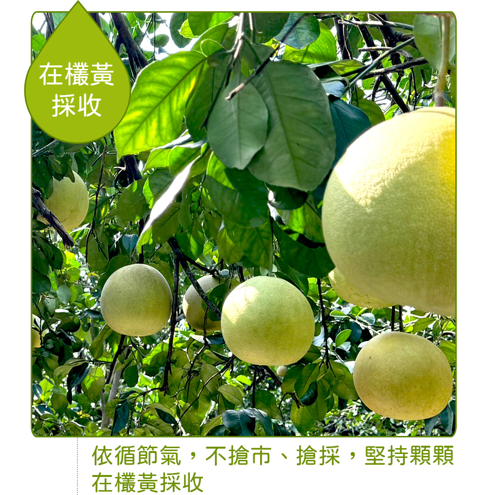 農頭家 台南麻豆老欉大白柚5斤x1盒(2-4顆/外銷果園/肉
