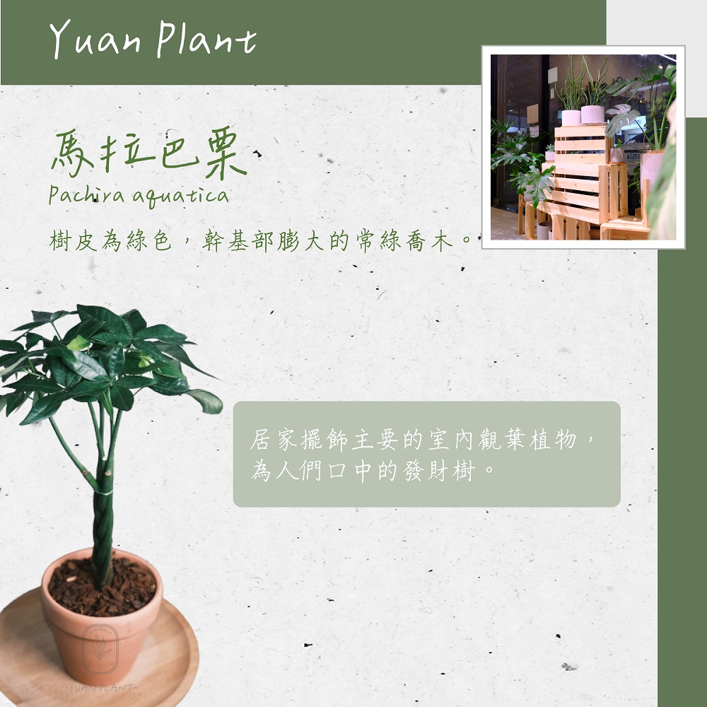 原植 馬拉巴栗·發財樹(辦公室盆栽·室內植物·植物送禮·造型