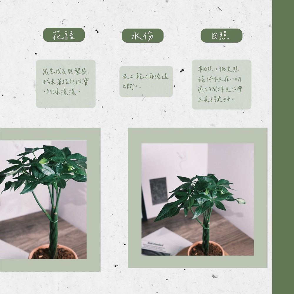 原植 馬拉巴栗·發財樹(辦公室盆栽·室內植物·植物送禮·造型