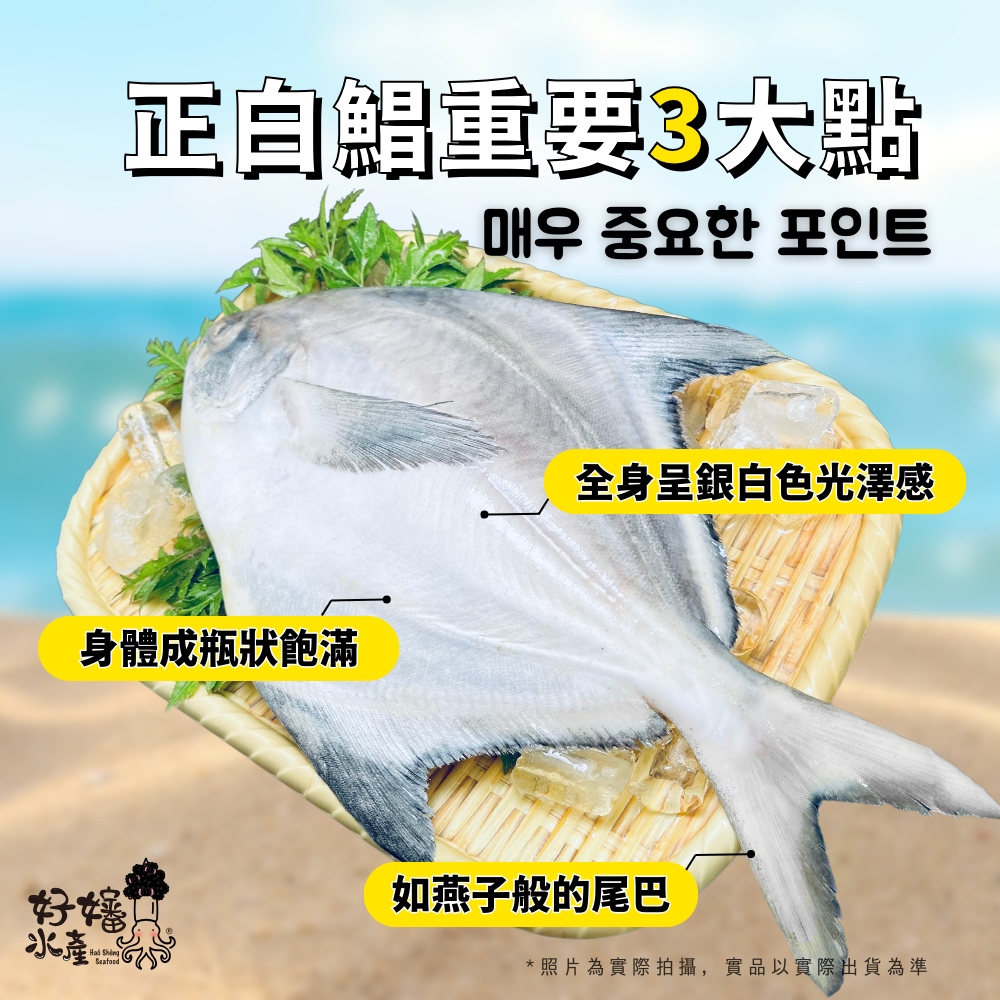 好嬸水產 韓國野生巨無霸白鯧-1.6公斤優惠推薦