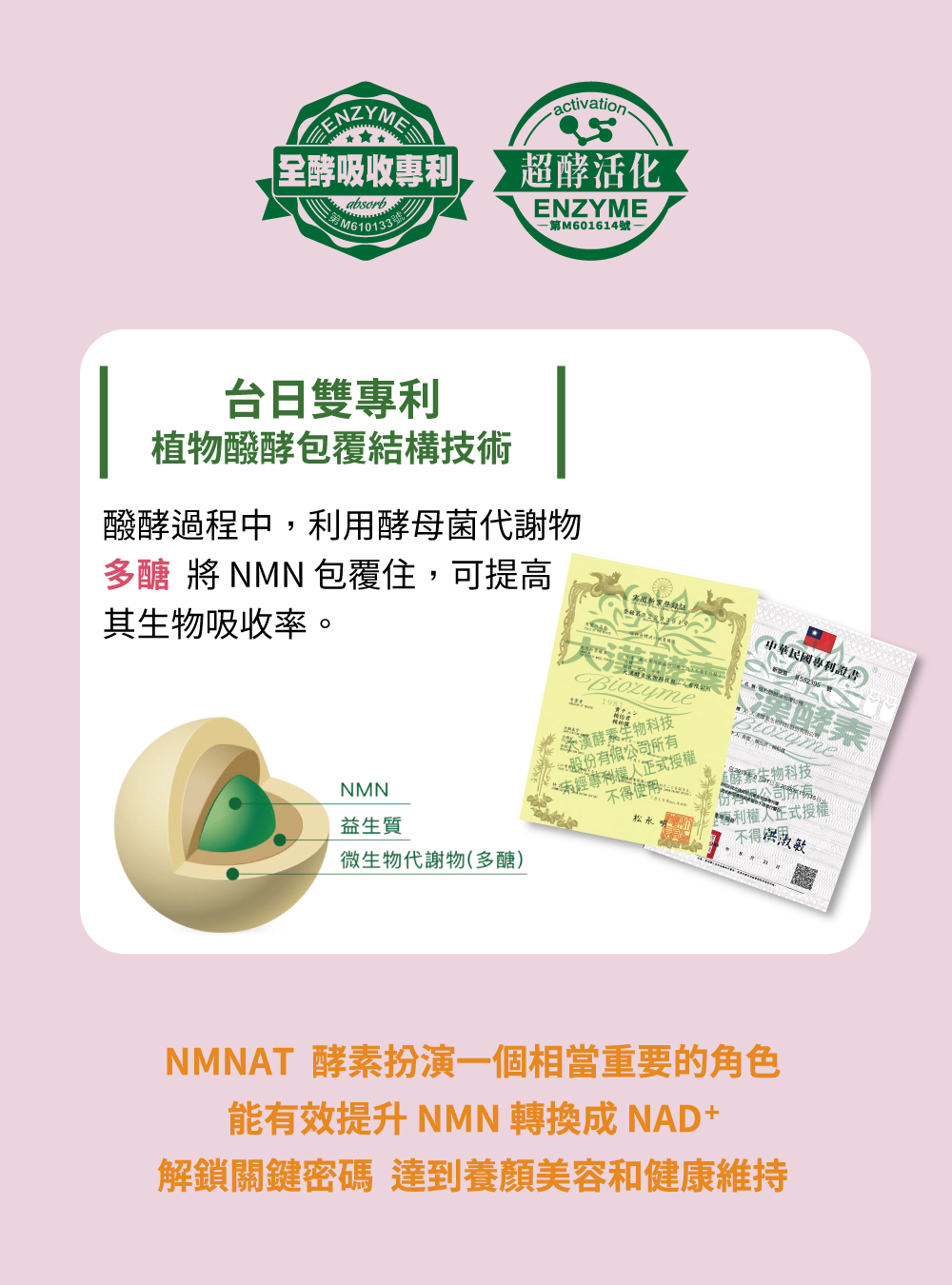 NMNAT 酵素扮演一個相當重要的角色