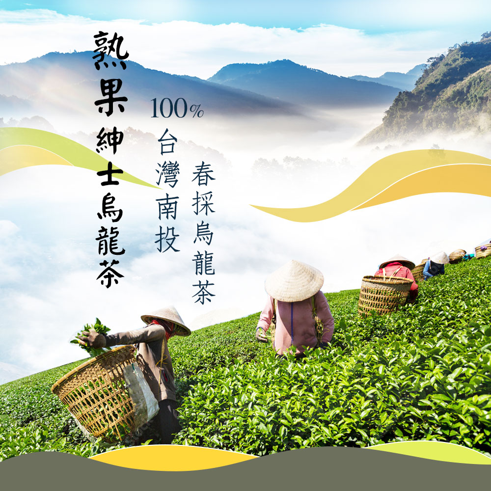 春採烏龍茶 台灣南投 熟果紳士烏龍茶 