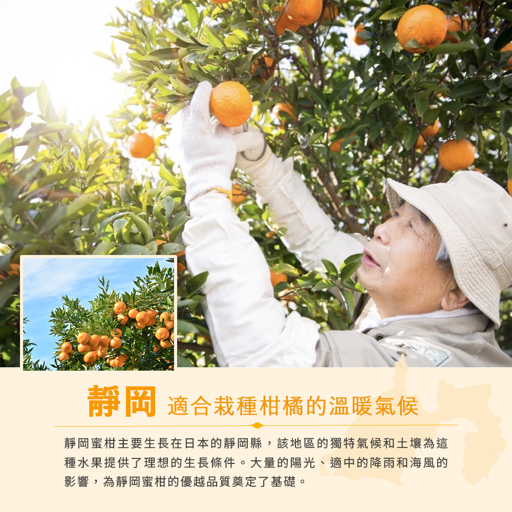 FruitGo 馥果 靜岡日本 MIKAN溫州蜜柑100g±