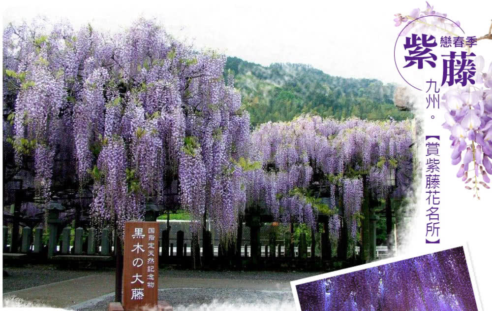 喜鴻假期 紫享趣九州5日〜紫藤、御船山、海之中道粉蝶、柳川搖