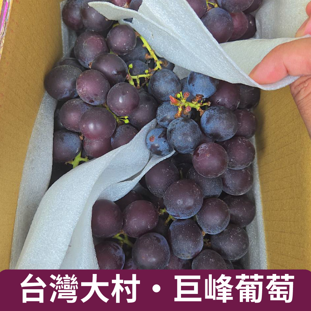 仙菓園 大村室外巨峰葡萄 兩包入 單包500g±10%(冷藏