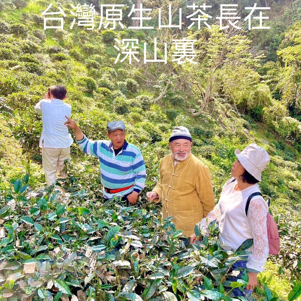 盛嘉源 原生種山茶 六龜藤枝(紅茶 75g)優惠推薦