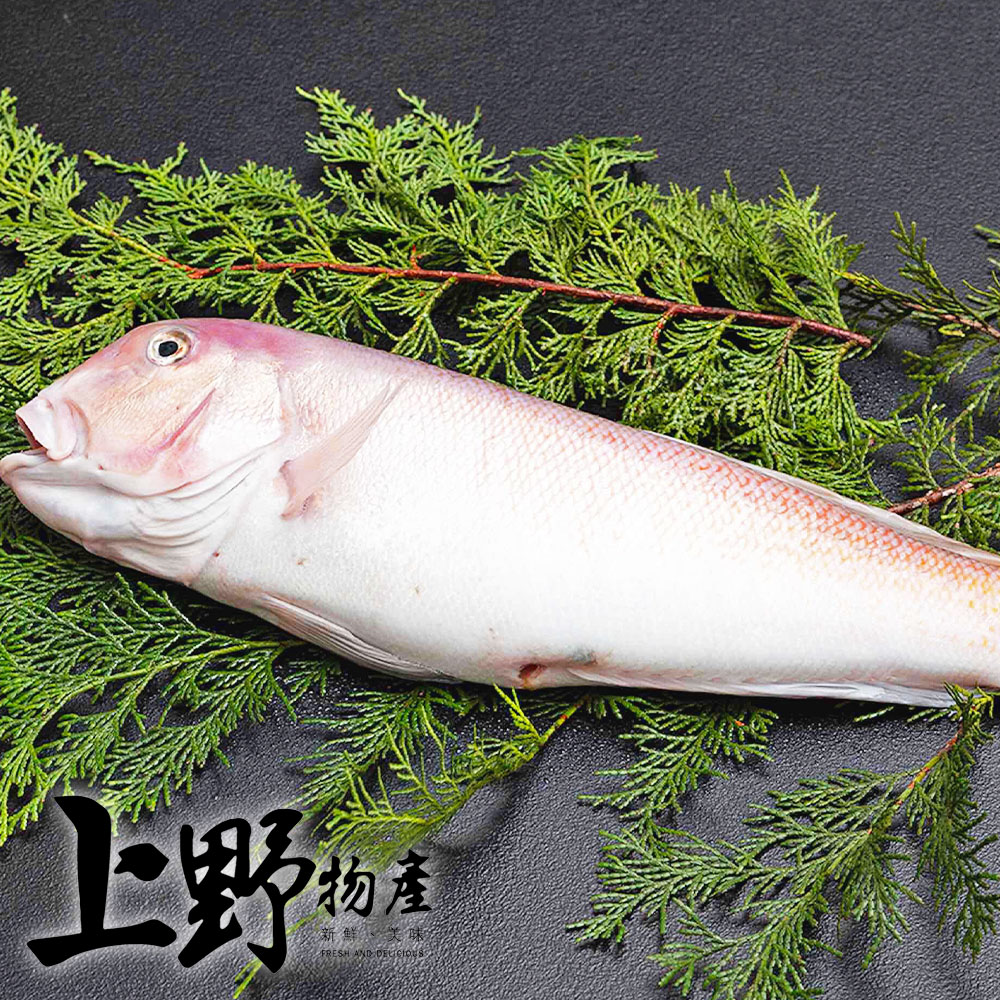 上野物產 5隻 馬頭魚(200-300g±10%/隻 海鮮/