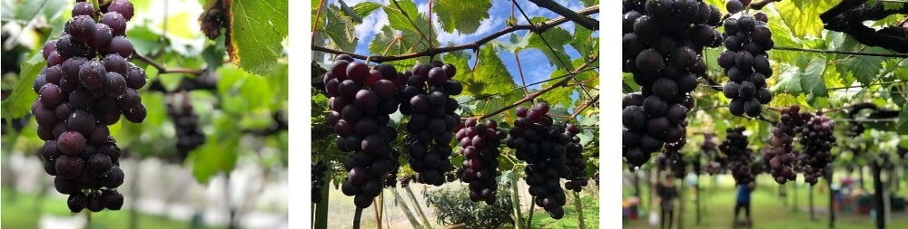 吉航旅遊 紫色繽果市秋季限定巨峰葡萄饗宴二泊四食三日好評推薦