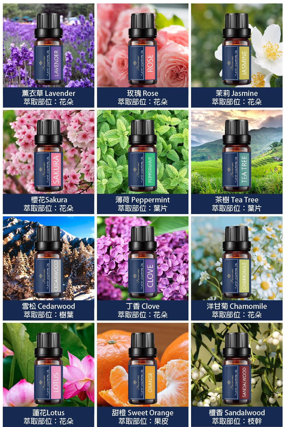 洋甘菊 Chamomile