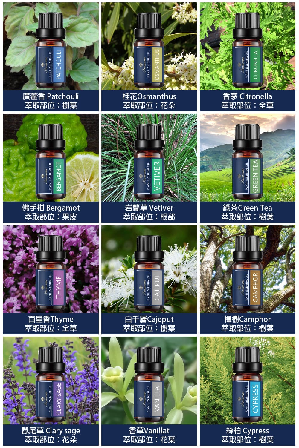 鼠尾草 Clary sage