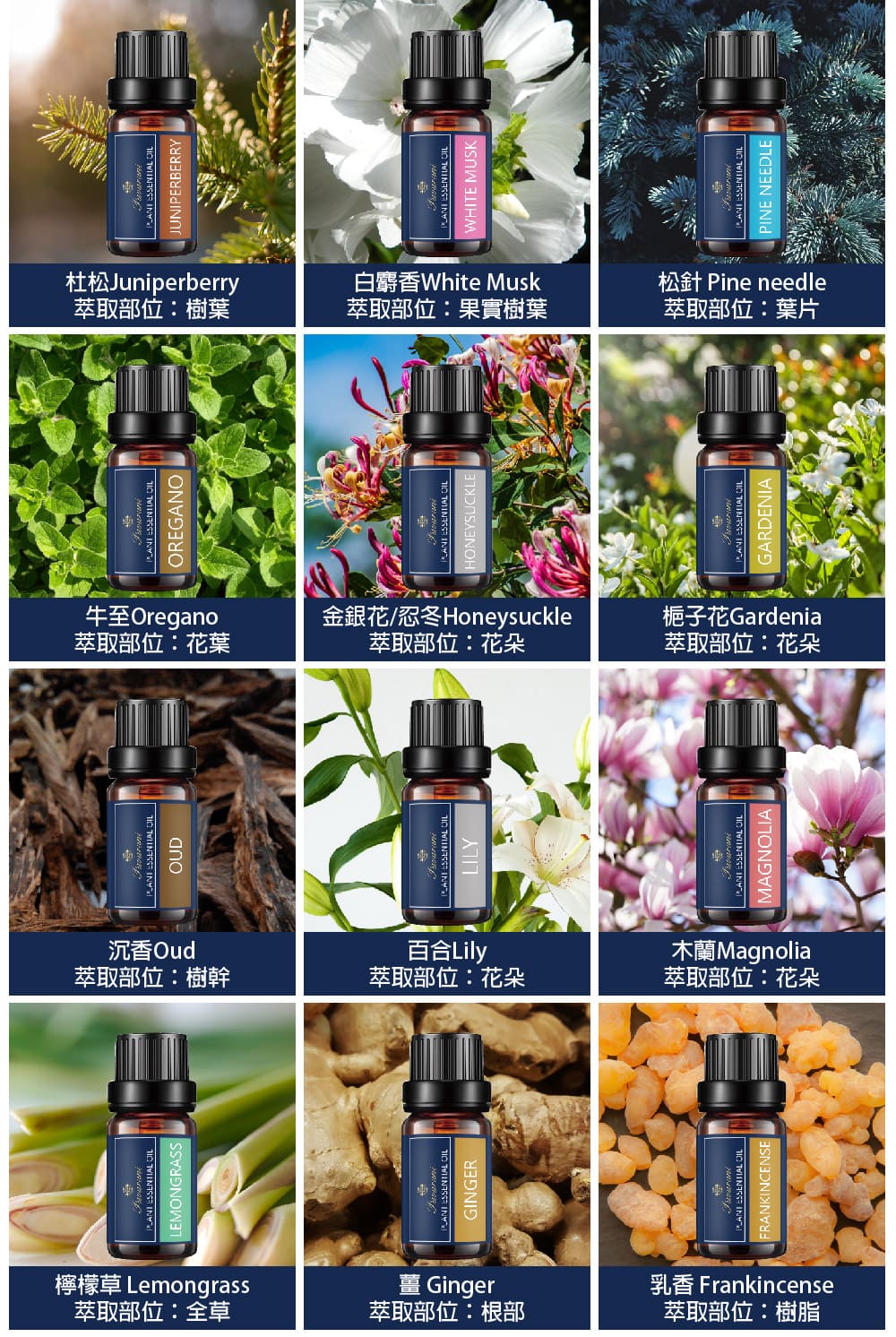 金銀花忍冬Honeysuckle