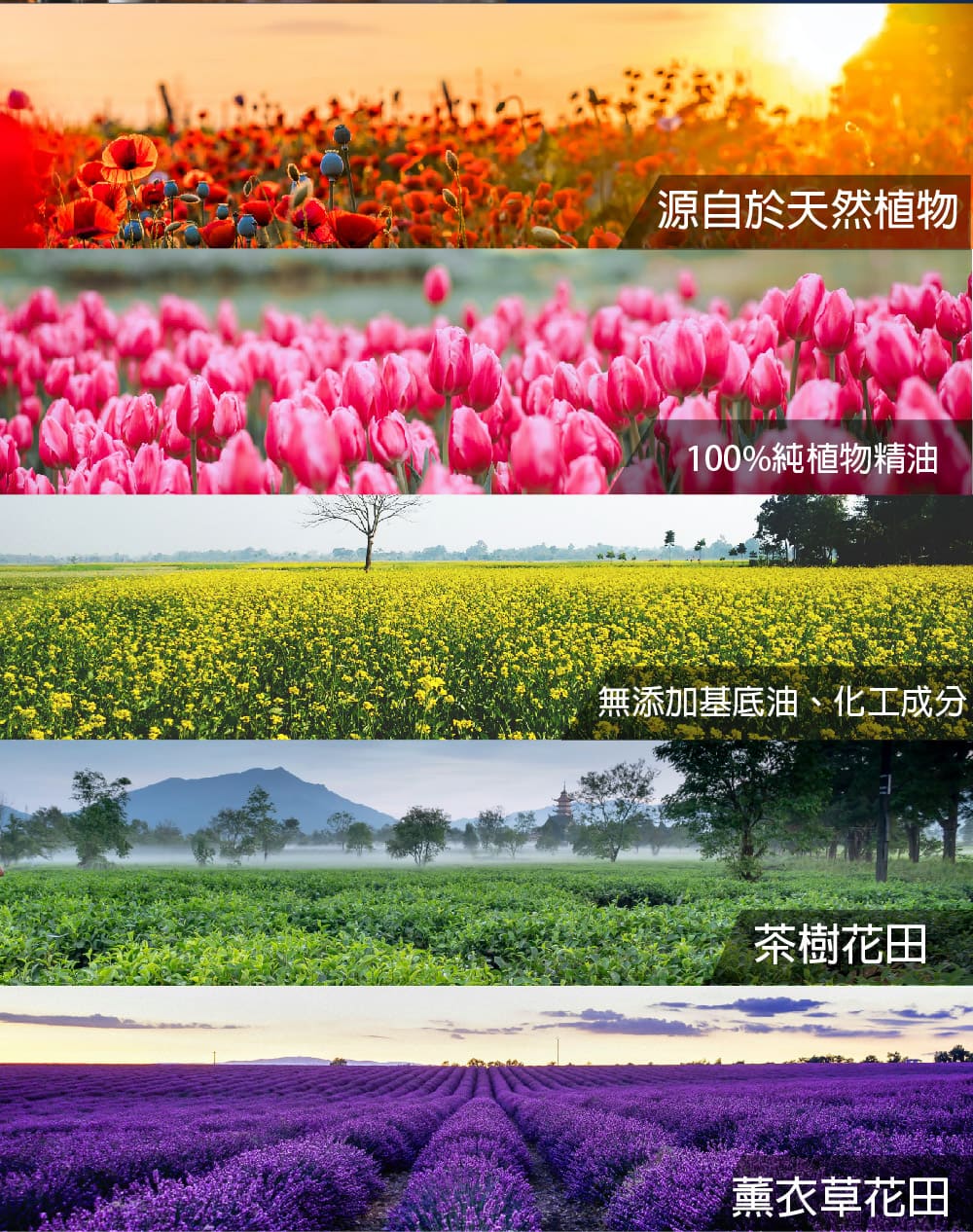 源自於天然植物 100%純植物精油 無添加基底油、化工成分 茶樹花田 薰衣草花田 