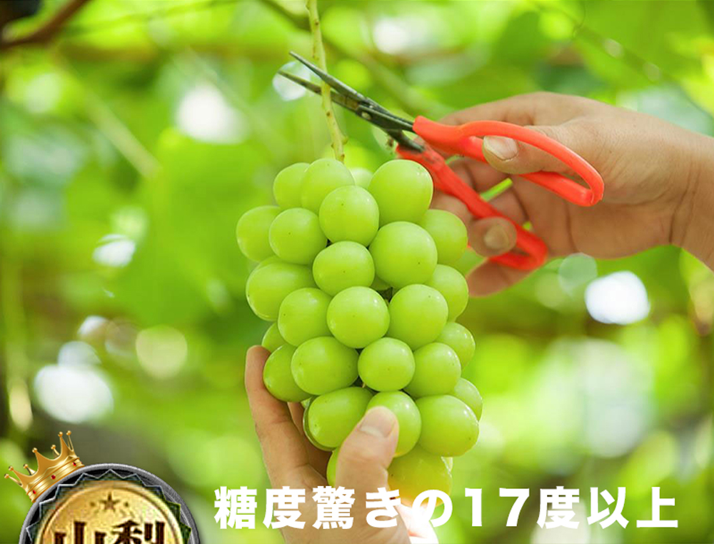 果樹寶石 日本山梨縣相撲級麝香葡萄1大房禮盒600g±5%(