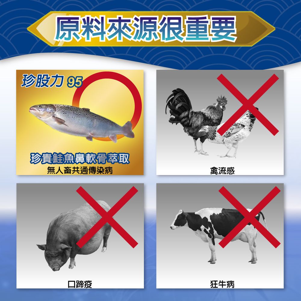 珍貴鮭魚鼻軟骨萃取