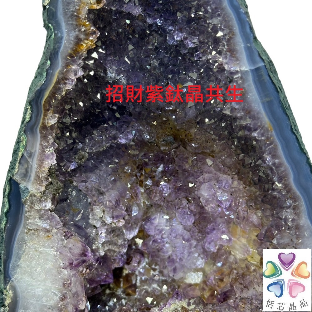 招財紫鱿 居芯晶品 