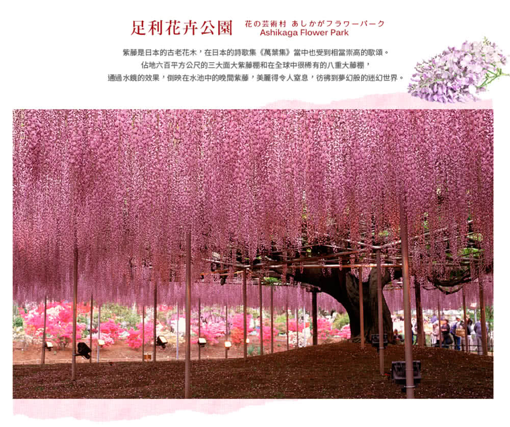 喜鴻假期 【高雄出發．北陸雪谷５日】立山黑部雪壁、白川合掌村