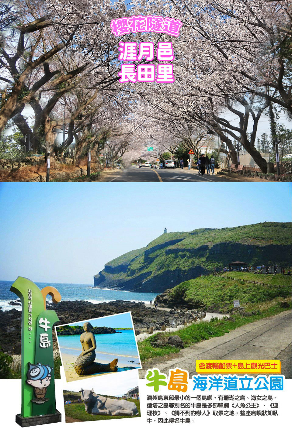 3/20-4/15賞櫻限定↘ 濟州春櫻君悅五日~櫻花隧道、牛