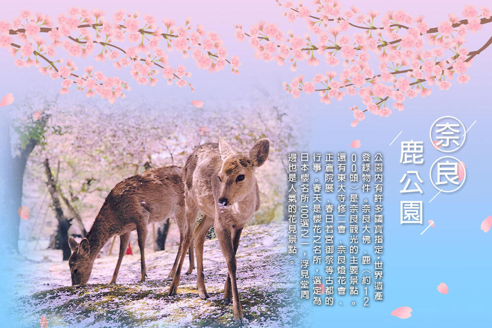 吉航旅遊 精緻假期~大阪京都櫻花水上巴士嵐山渡月橋清水寺有馬