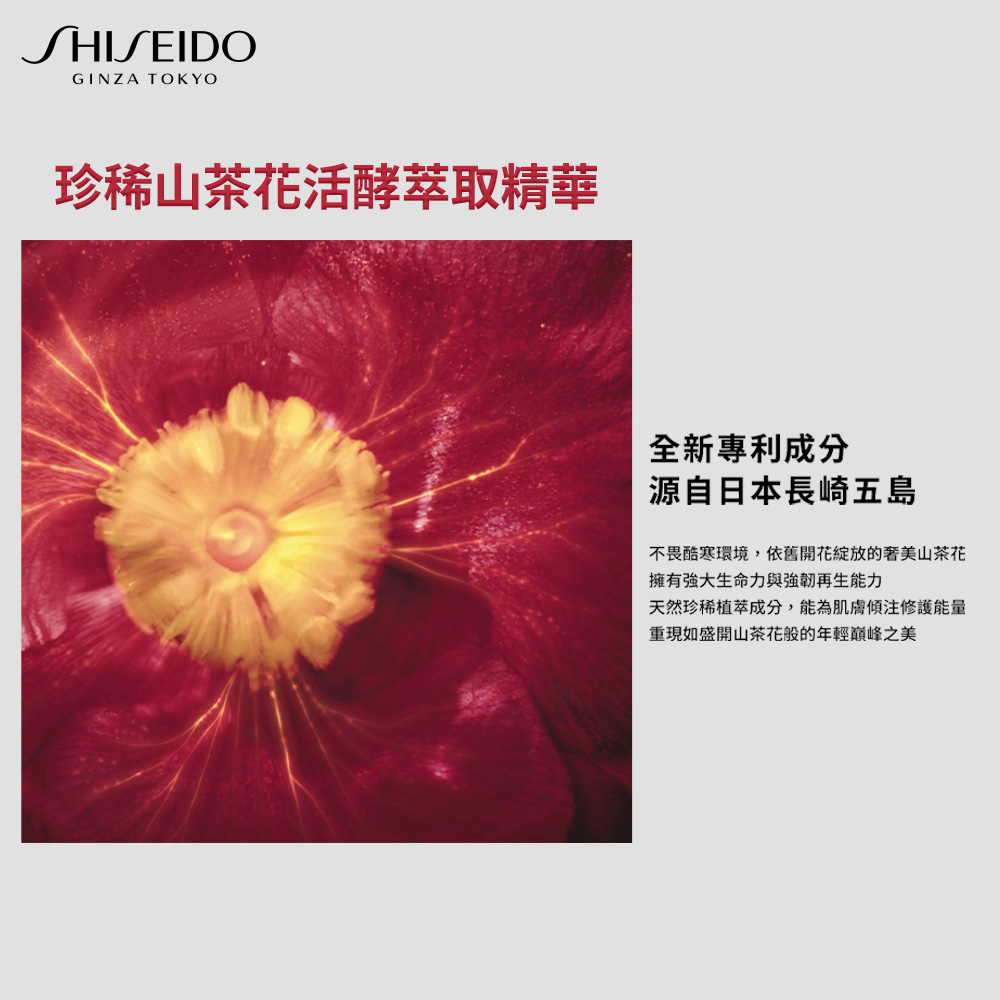 不畏酷寒環境,依舊開花綻放的奢美山茶花