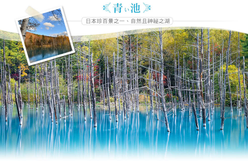 喜鴻假期 【舞動花海北海道５日】北海肚臍祭、絕景青池、薰衣草