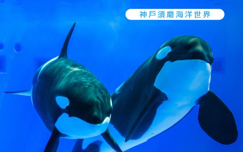 繽紛星體驗.關西四都5日 神戶須磨海洋世界.嵐山叮叮車.清水