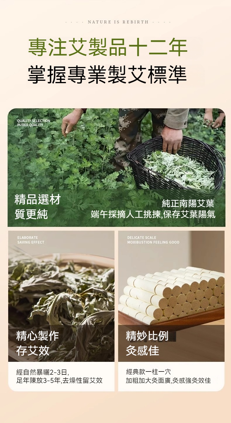 端午采摘人工挑拣,保存艾叶阳气