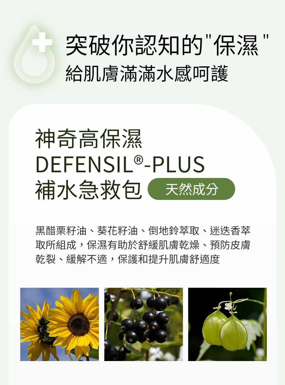 黑醋栗籽油、葵花籽油、倒地鈴萃取、迷迭香萃